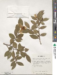 Camellia oleifera image