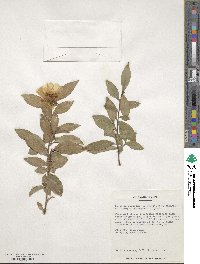 Camellia oleifera image