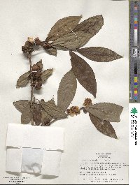 Camellia sinensis image