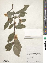 Camellia sinensis image