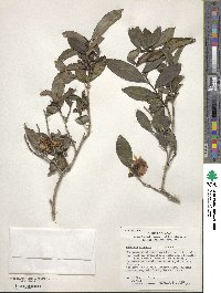 Camellia sinensis image