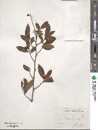 Camellia sinensis image