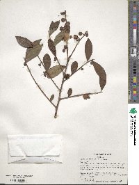 Camellia sinensis image