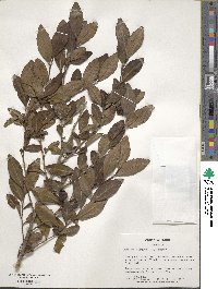 Camellia sinensis image