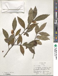 Camellia sinensis image