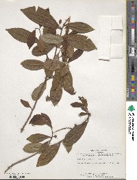 Camellia sinensis image