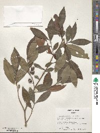 Camellia sinensis image