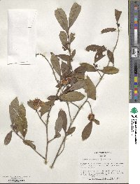 Camellia sinensis image