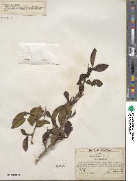 Camellia sinensis image