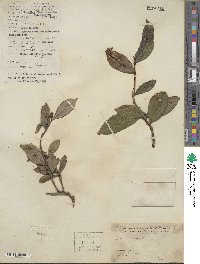 Camellia sinensis image