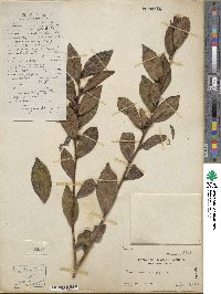 Camellia sinensis image