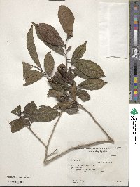 Camellia sinensis image