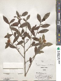 Camellia sinensis image