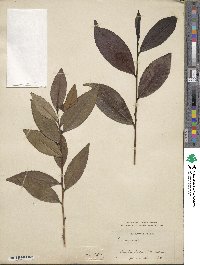 Camellia sinensis image