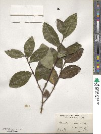 Camellia sinensis image