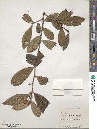 Camellia sinensis image