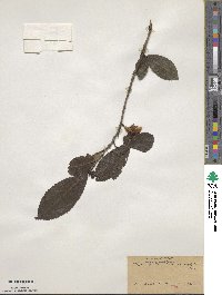 Camellia sinensis image