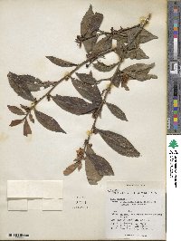 Camellia sinensis image