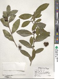 Camellia sinensis image