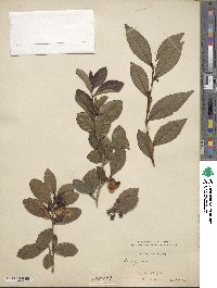 Camellia sinensis image