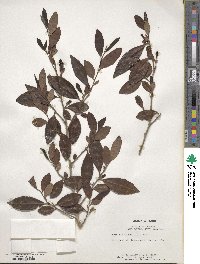 Camellia sinensis image