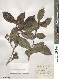 Camellia sinensis image