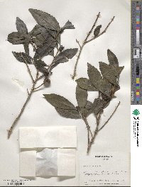 Camellia sinensis image