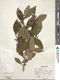 Camellia sinensis image