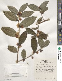 Camellia sinensis image