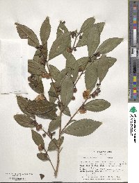 Camellia sinensis image