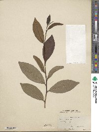 Camellia sinensis image