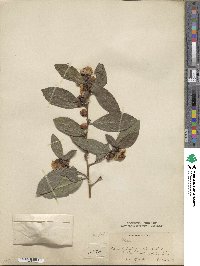 Camellia sinensis subsp. sinensis image