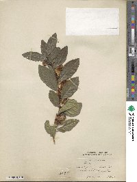 Camellia sinensis image