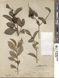 Camellia sinensis subsp. sinensis image