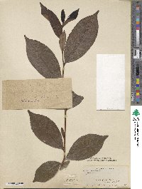 Camellia sinensis image