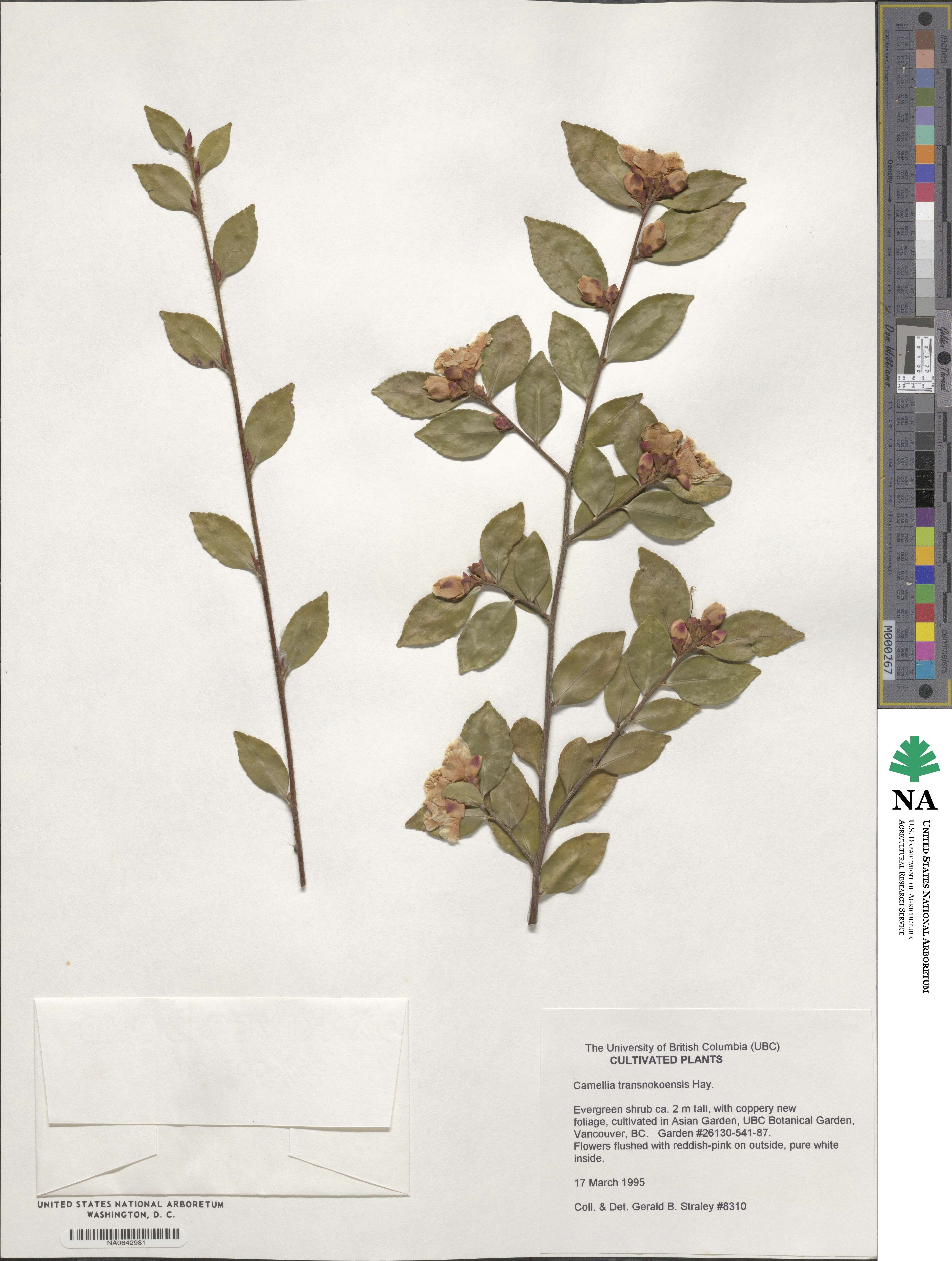 Camellia lutchuensis image