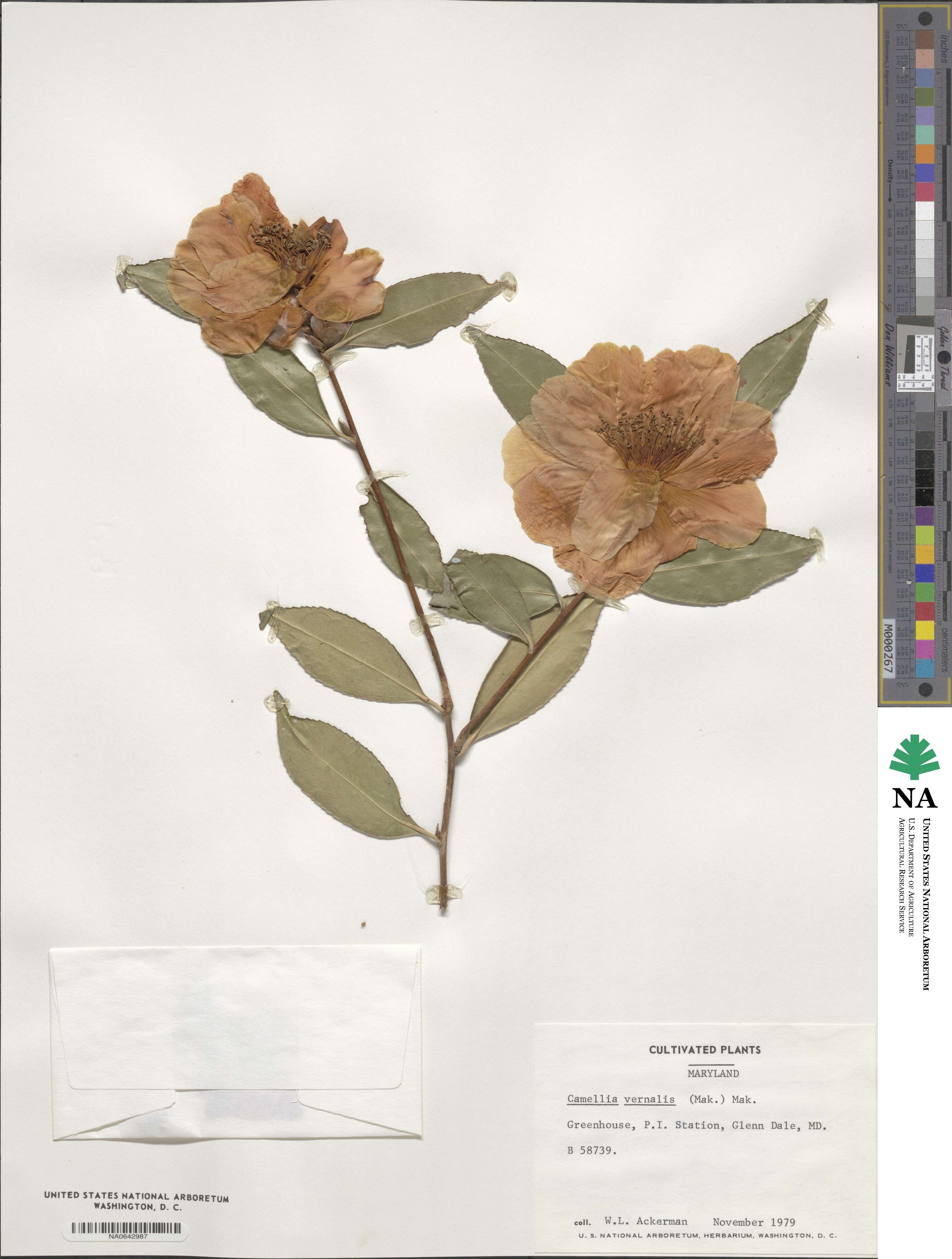 Camellia vernalis image