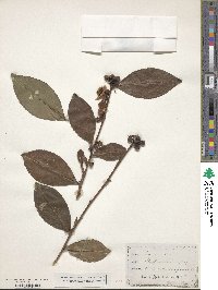 Camellia sinensis image