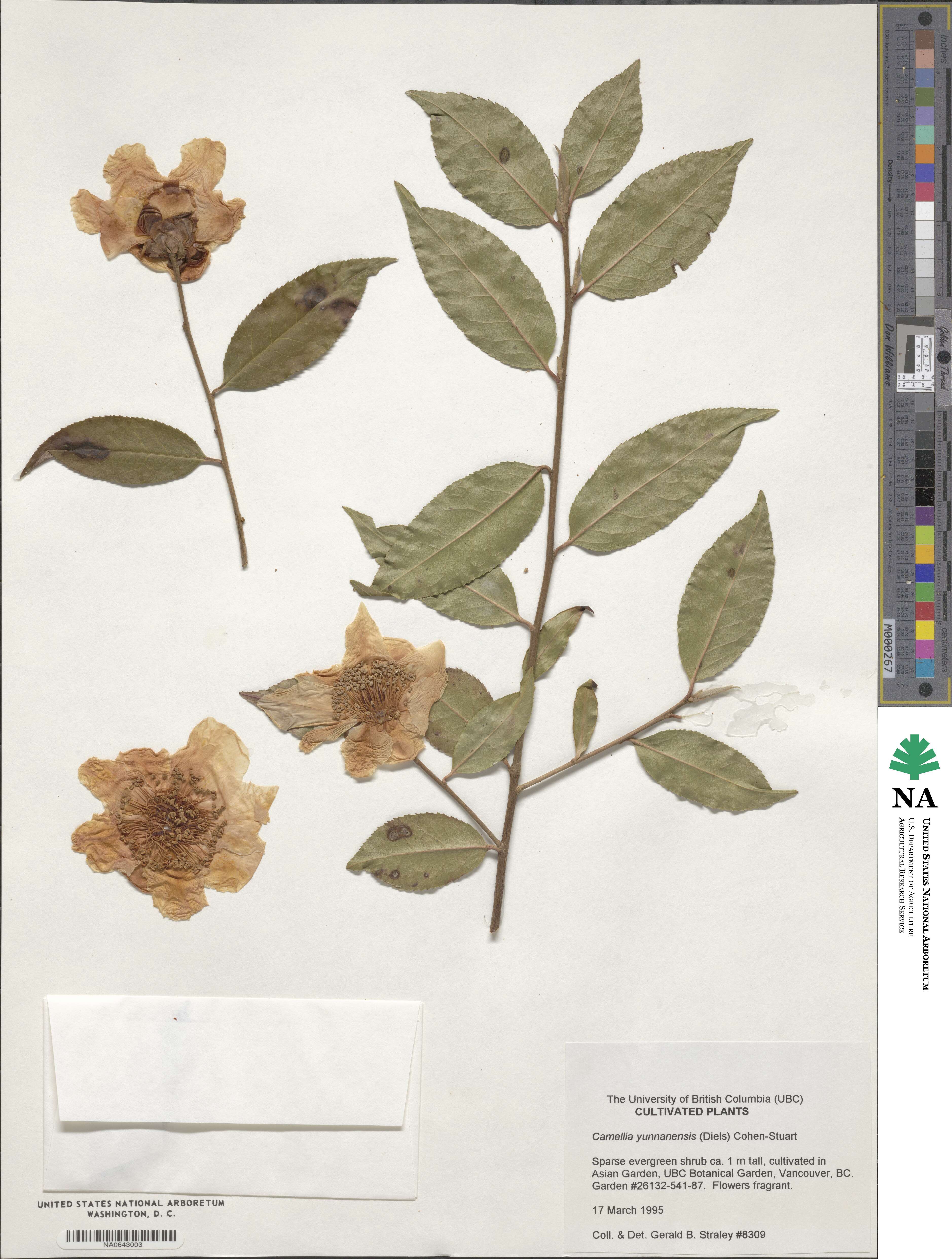 Camellia yunnanensis image