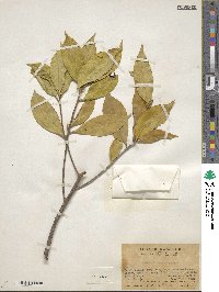 Pyrenaria microcarpa image