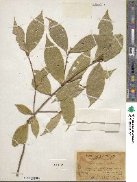 Pyrenaria microcarpa image