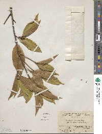 Pyrenaria microcarpa image