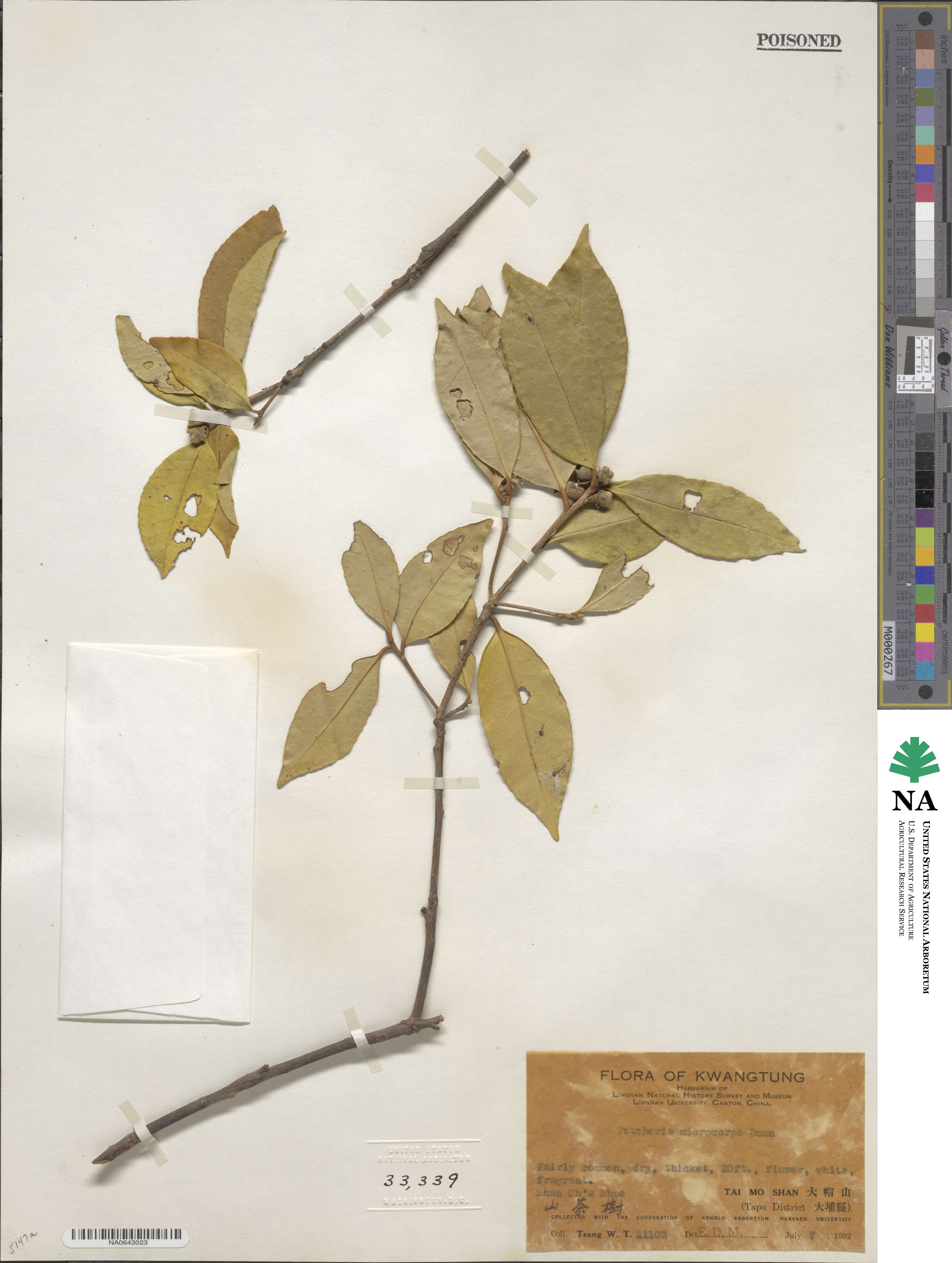 Pyrenaria microcarpa image