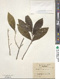 Pyrenaria microcarpa image