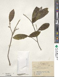 Pyrenaria microcarpa image