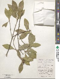 Pyrenaria microcarpa image