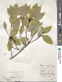 Pyrenaria microcarpa image