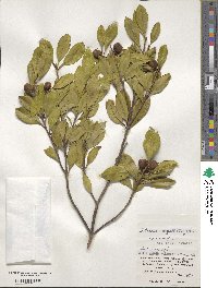 Pyrenaria microcarpa image