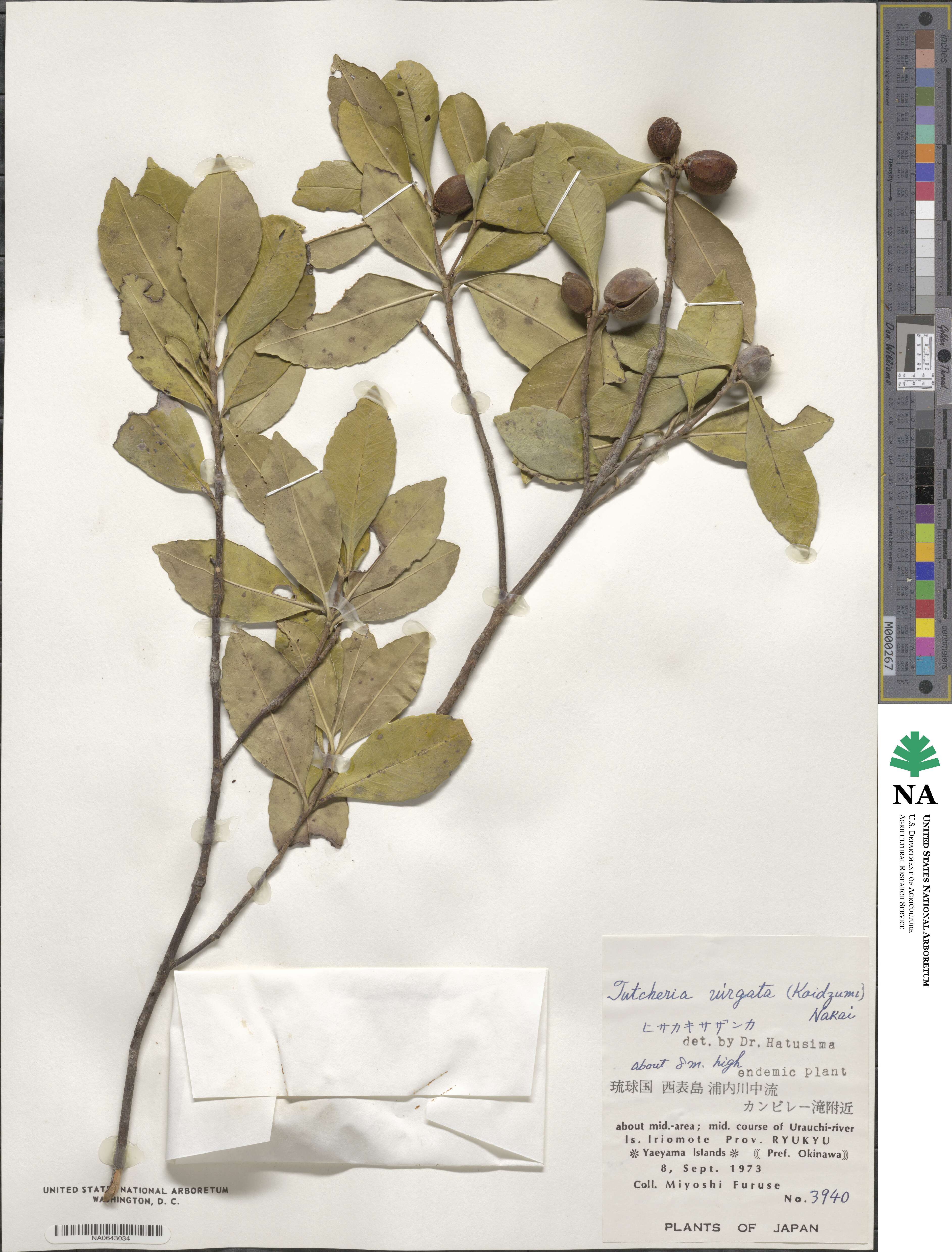 Pyrenaria microcarpa image