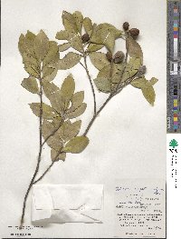 Pyrenaria microcarpa image